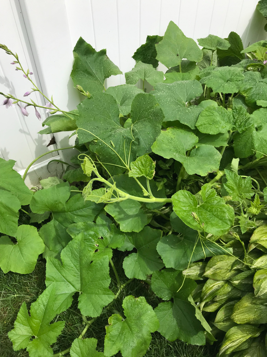 pumpkin plant