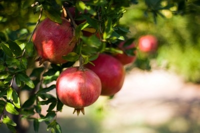 Pomegranates. https://www.wocdetox.com/foods-that-detox-the-body.html